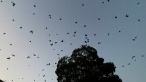 कलाकार दुदाल गरे २०औं काग सम्मेलन कलाकार दुदाल गरे २०औं काग सम्मेलन